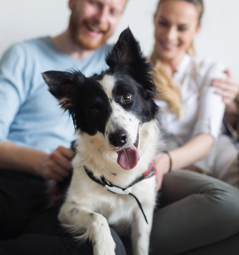 Close up of a black and white border collie's face, there are two people smiling behind it.